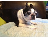 Zach Andrews Dog