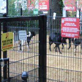 Dog-Run-Main-Content-Picture.JPG